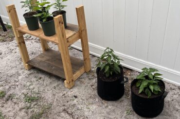 First grow season going very well so far! Just finished potting up the big dawgs