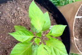 Feeling successful. And pests