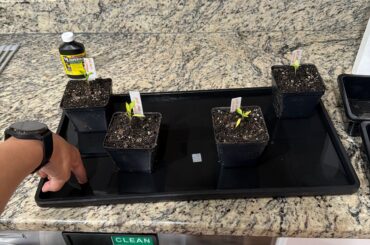 Am I bottom watering correctly