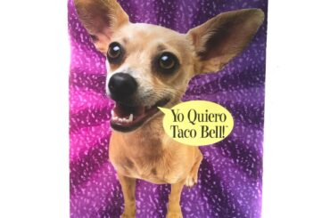 My dog looks like the Taco Bell dog