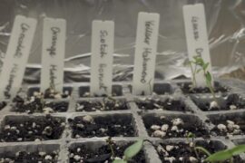 Will this setup sustain the peppers until I get grow lights?