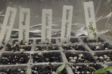 Will this setup sustain the peppers until I get grow lights?