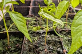 Why is this shishito growing all fucky?