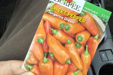 Anyone ever grown these? Seem like a good snacking pepper option.