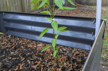 Big Thai Hybrid not fruiting