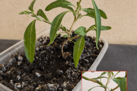 Saving supposedly Carolina Reaper