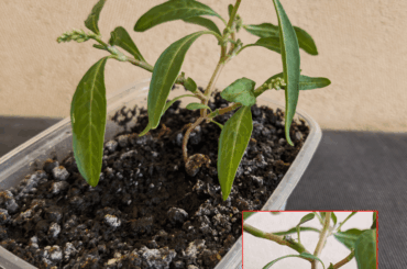 Saving supposedly Carolina Reaper