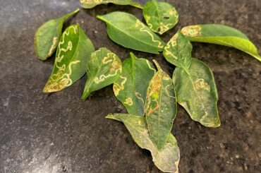 Pepper fungus or pests?