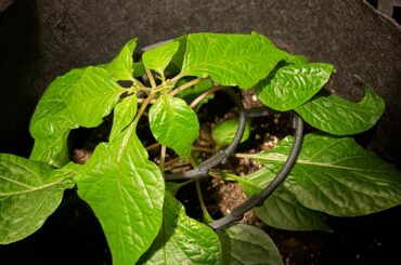 Plant drooping, worth being concerned?