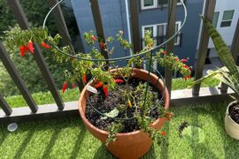 Nice harvest today! (yes I gave it water right after this pic)