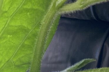 Rocoto Talea ?