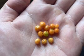 Habaneros ripening pea-size