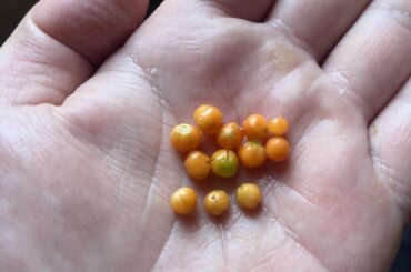 Habaneros ripening pea-size