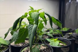 Thunder mountain longhorn rootbound?