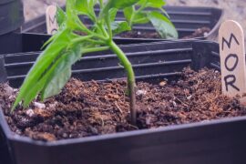 Should I stake these?