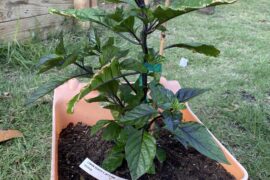 New to super hot peppers. Picked up this yellow reaper x jays pink cross. Looking for tips or considerations. I’ve grown tepins before but they don’t require my involvement beyond bird nets.