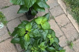 8week old super hots getting their outdoor transition.