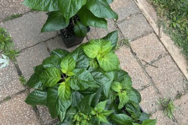 8week old super hots getting their outdoor transition.