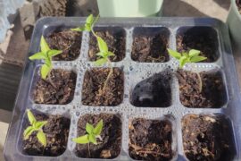 Should i repotted them now?