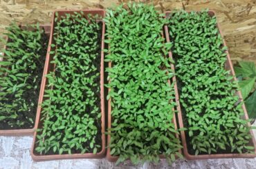 This is how my mother in law starts her seeds