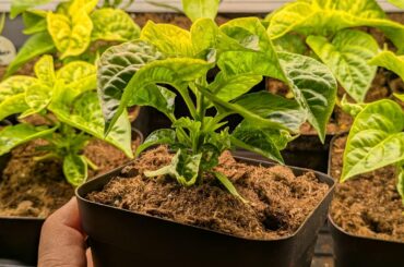 Habanero is incredibly squat and bushy. Have you ever seen internode spacing this tight?