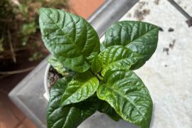 Any Western NC people want Carolina Reaper plants