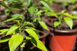 High Altitude Spice Farmin’