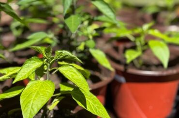 High Altitude Spice Farmin’