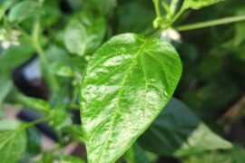 Are padron peppers more sensitive to stress factors than other peppers?
