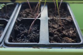 I think my Jalapeno's are leggy?