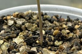 Is this still a sign of overwatering even if I bottom water?