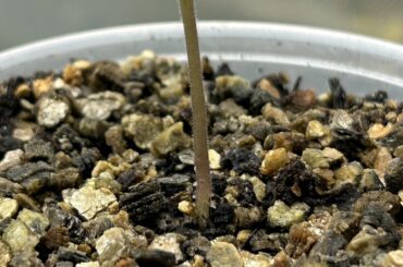 Is this still a sign of overwatering even if I bottom water?