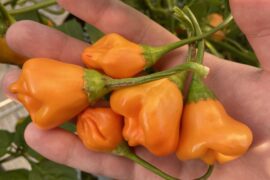 What new to you peppers are you growing this year?