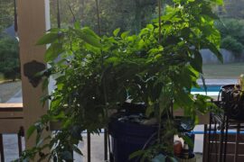 Started these in a 3L indoor hydroponic. Next thing you know its out of control so moved it to a 5 gallon bucket outside and already fruiting Habaneros! There is a different pepper plant in there but dont remember what it is!