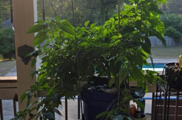 Started these in a 3L indoor hydroponic. Next thing you know its out of control so moved it to a 5 gallon bucket outside and already fruiting Habaneros! There is a different pepper plant in there but dont remember what it is!