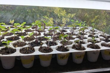 Am I too late??? (mid germany)