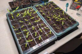 Signs of algae growth