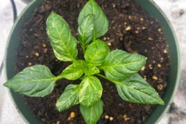 Top down view of my progress this year