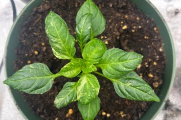 Top down view of my progress this year