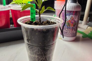 Big Kids Pot?