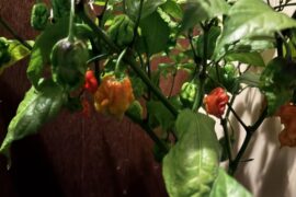 Frost soon. Advice needed for overwintering.