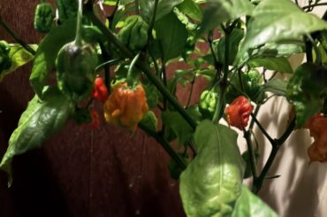 Frost soon. Advice needed for overwintering.