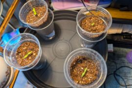 2 week ghost pepper update: dirt in the bottom half of the cups is still wet and doesn't drain, worried about rot. Looking for advice.