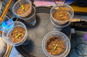 2 week ghost pepper update: dirt in the bottom half of the cups is still wet and doesn't drain, worried about rot. Looking for advice.