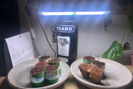 Hello, I need any advice about my Chinese 5 color