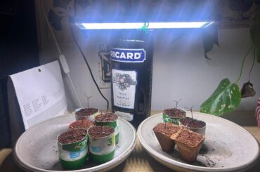 Hello, I need any advice about my Chinese 5 color