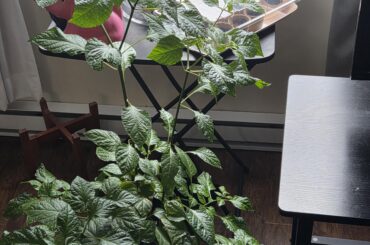 Second year grower need tips