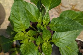 Is this starting to flower or just more veg growth? (Purple Bell Pepper)