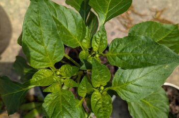 Is this starting to flower or just more veg growth? (Purple Bell Pepper)