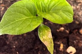 What’s the matter with my seedlings?